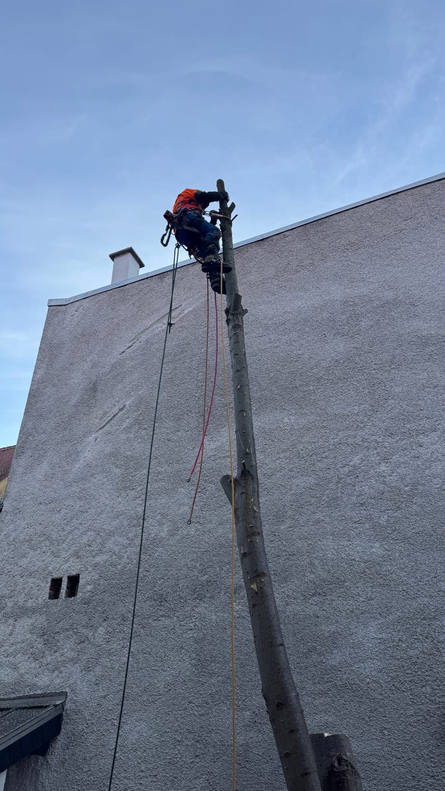 Baum wird per Seilklettertechnik kontrolliert zurückgebaut